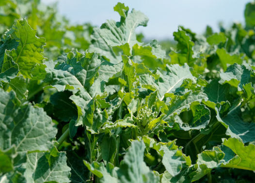 Promocja Syngents na środki ochrony roślin - rzepak - edycja jesienna